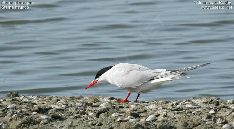 Common Tern