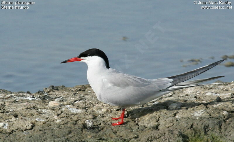 Common Tern