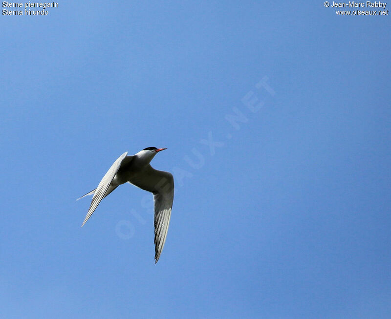 Common Tern, Flight