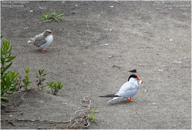 Common Tern