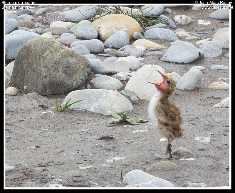 Common Ternjuvenile, identification