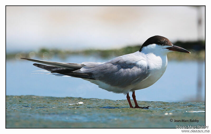 Common Tern, identification