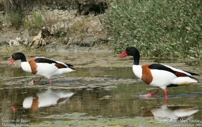 Common Shelduck