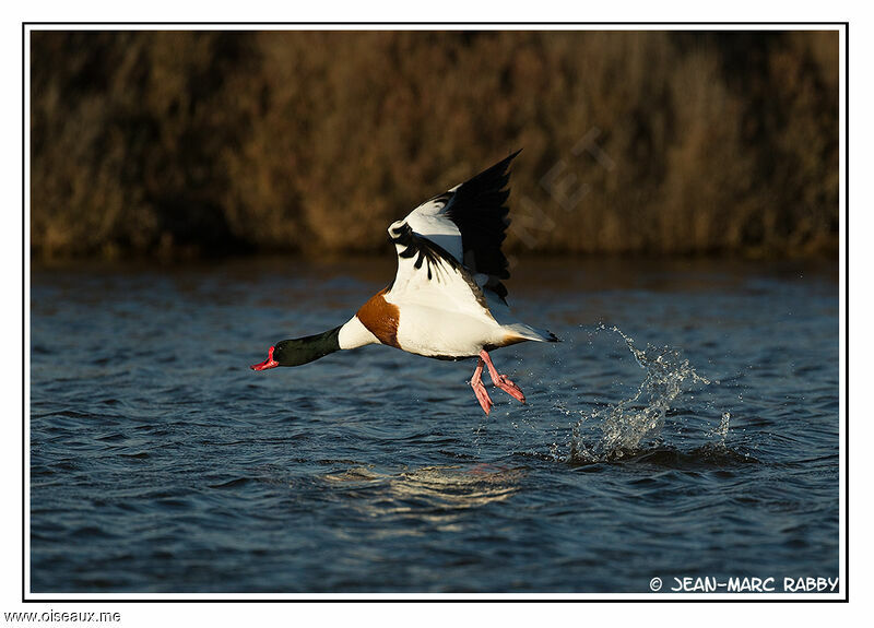 Common Shelduck male, identification