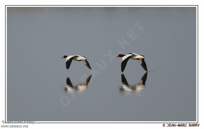 Common Shelduck , identification