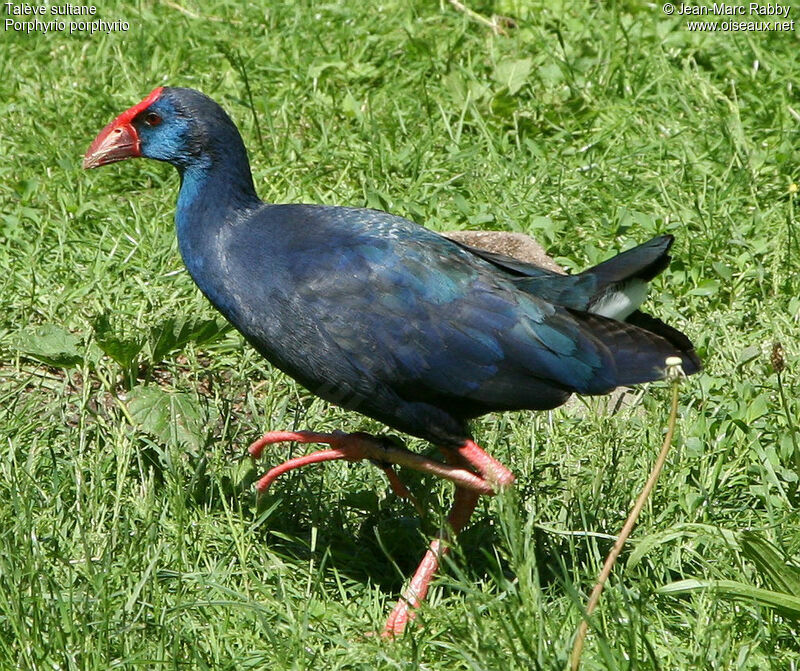 Western Swamphenadult, identification