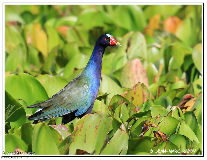 Purple Gallinule, identification