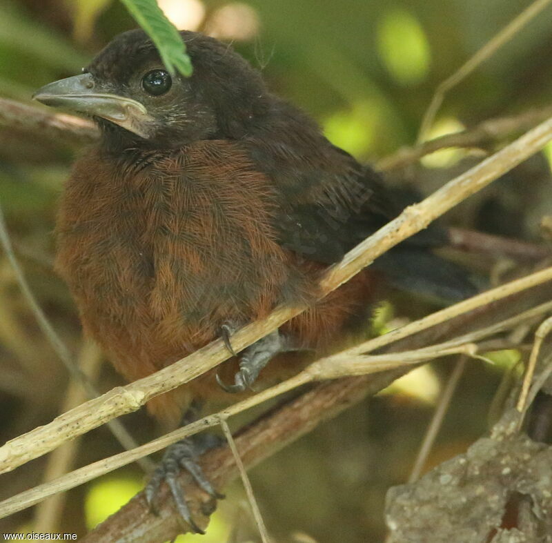 Tangara à bec d'argentjuvénile, identification