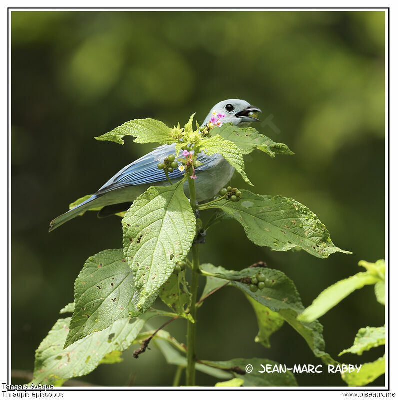 Blue-grey Tanager, identification