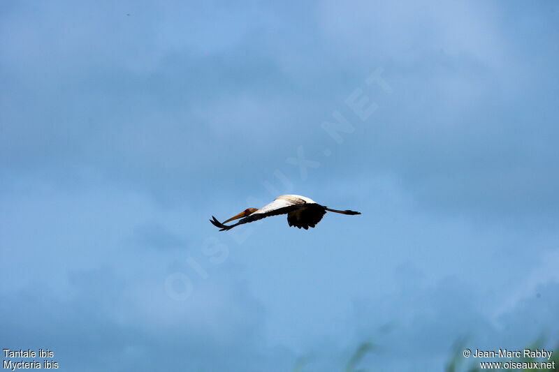 Yellow-billed Stork