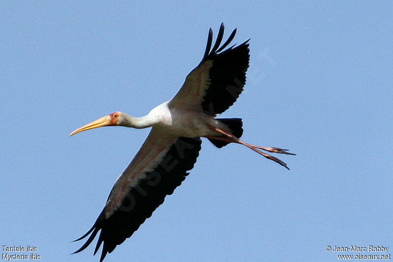 Yellow-billed Stork