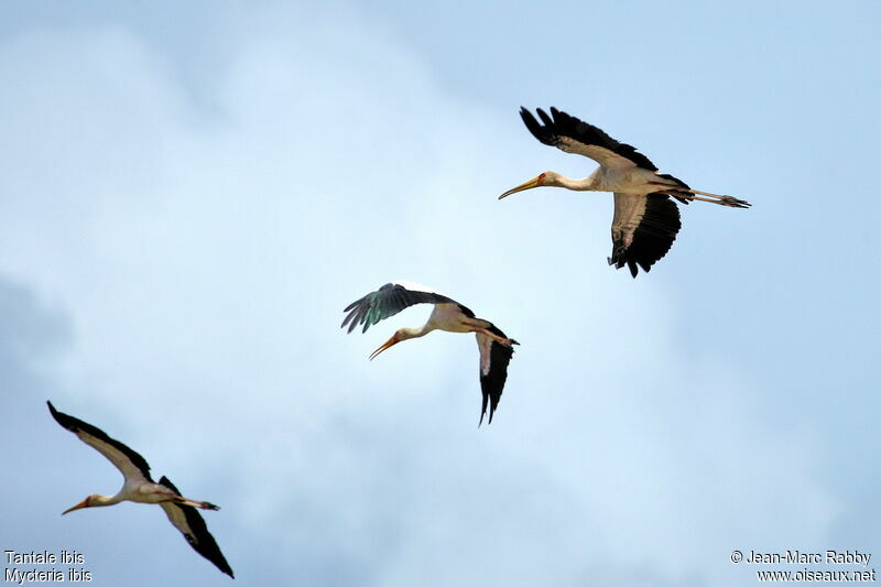 Yellow-billed Stork