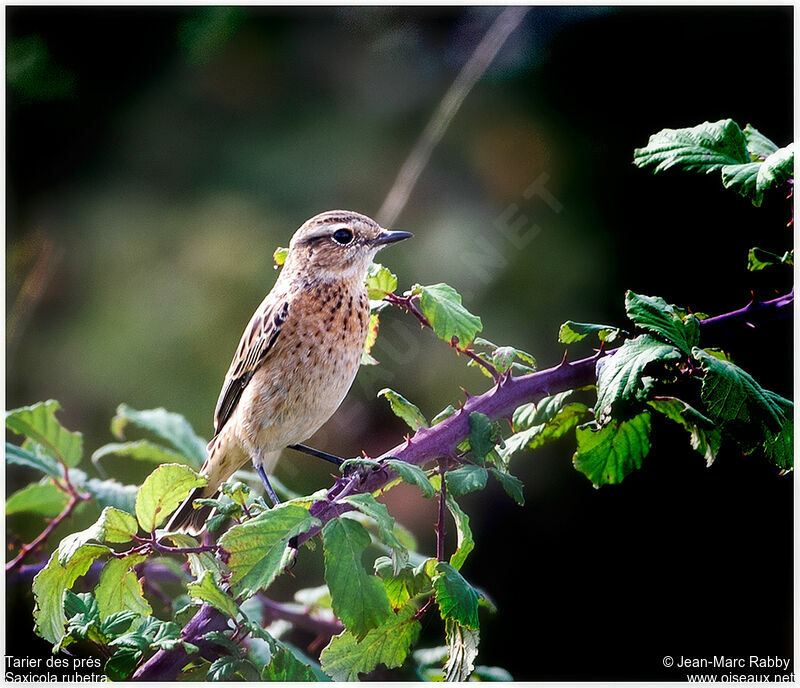 Whinchat, identification