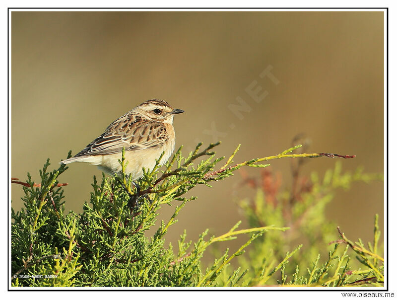 Tarier des prés, identification