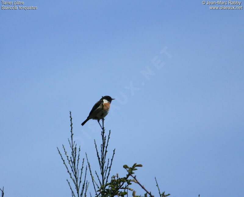 European Stonechat, identification