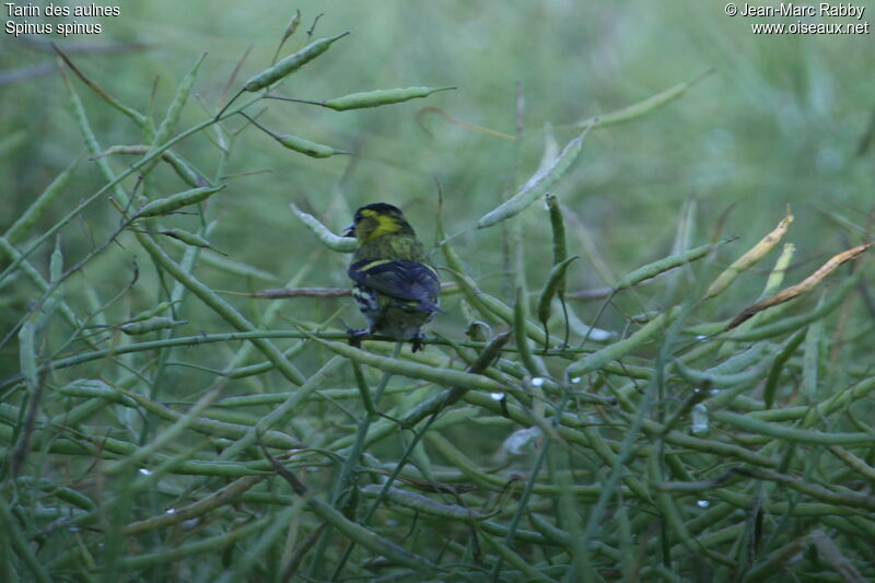 Eurasian Siskin, identification