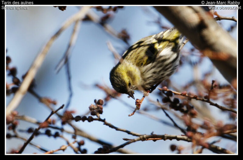 Eurasian Siskin female, identification