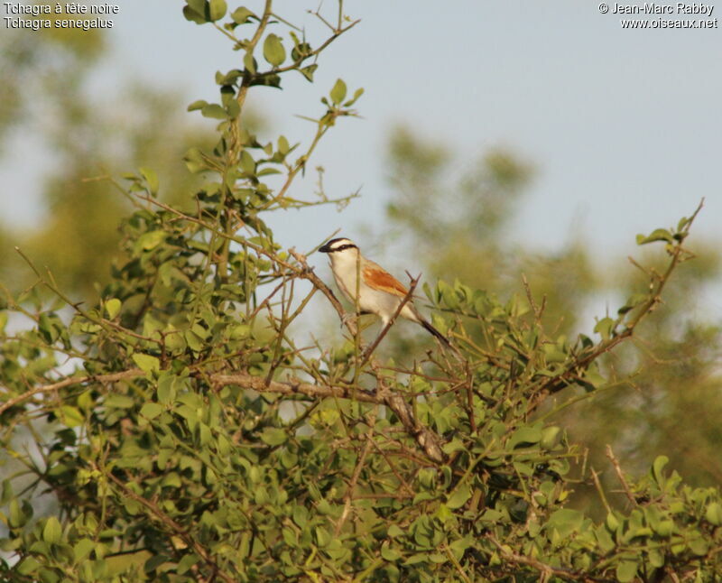 Black-crowned Tchagra, identification