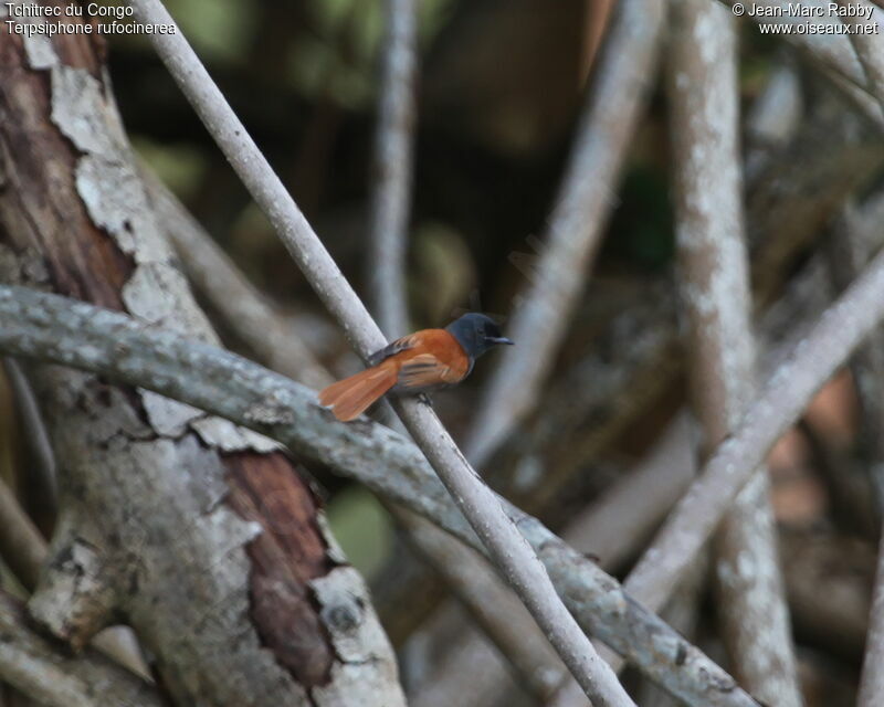 Tchitrec du Congo, identification