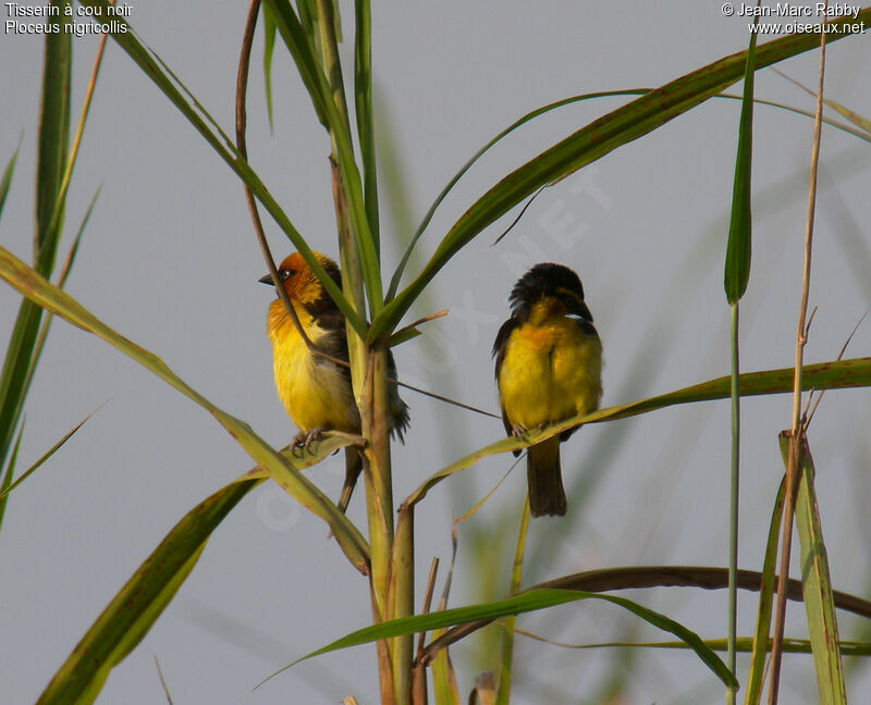 Black-necked Weaver , identification