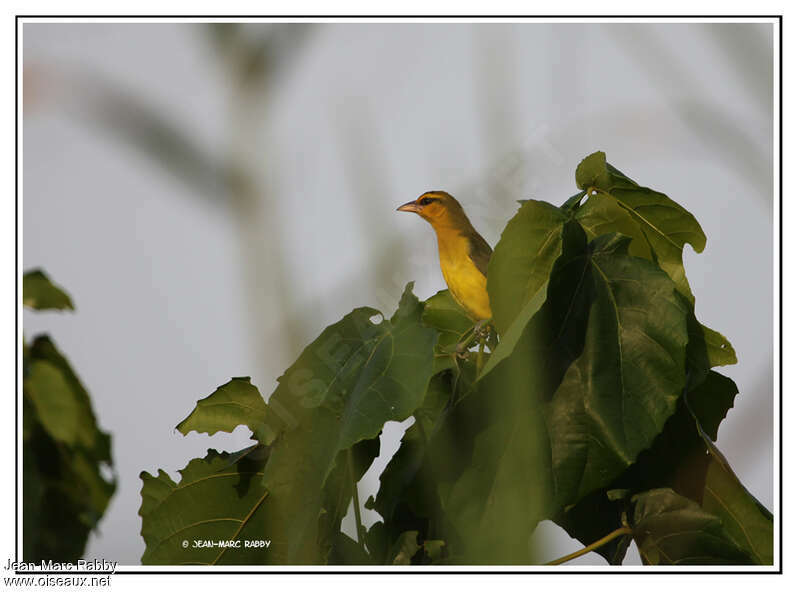 Spectacled Weaverimmature, identification