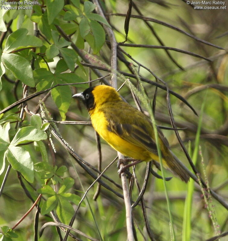 Tisserin de Pelzeln mâle, identification