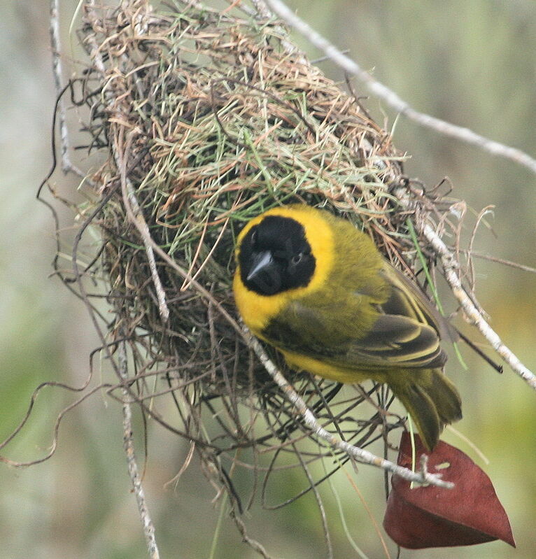 Slender-billed Weaver, identification