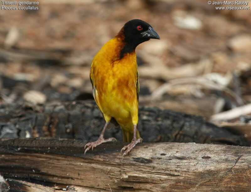 Village Weaver male, identification