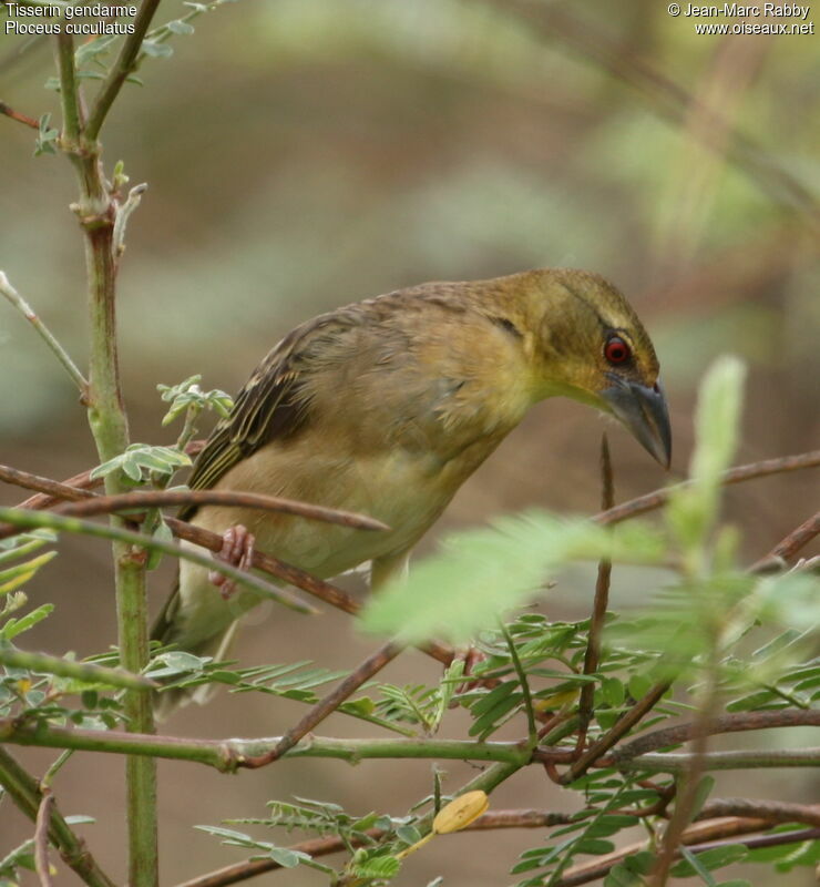 Village Weaver, identification