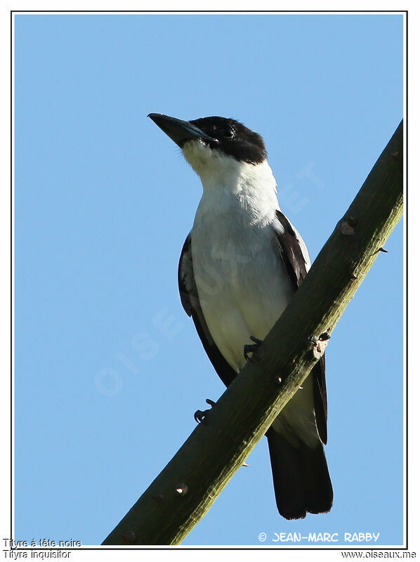 Black-crowned Tityra, identification