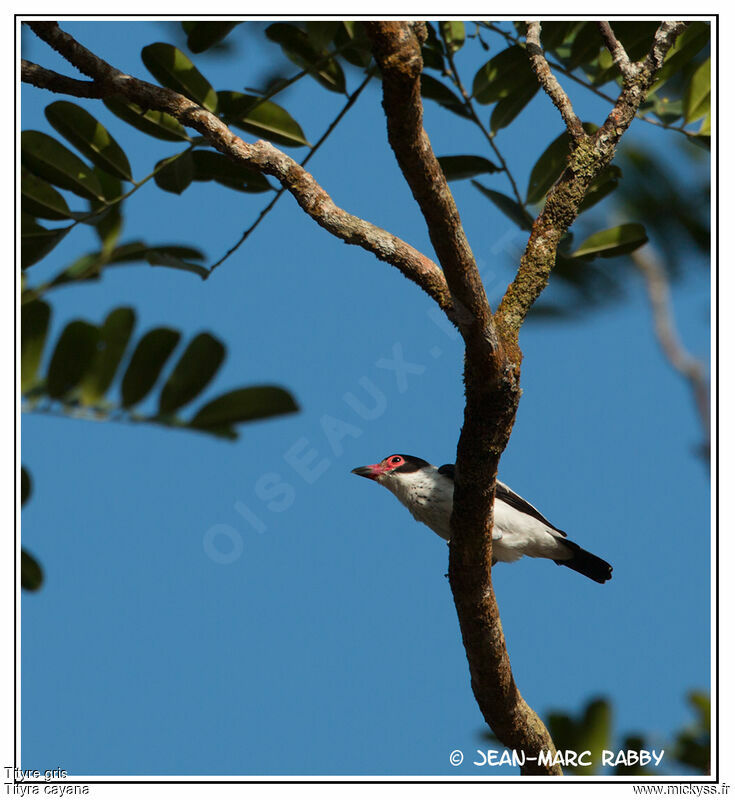 Black-tailed Tityra, identification