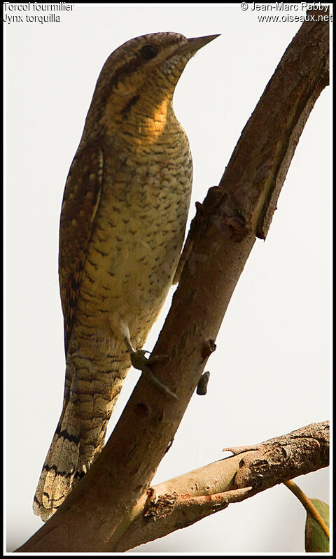 Eurasian Wryneck, identification