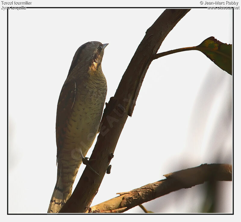 Eurasian Wryneck, identification