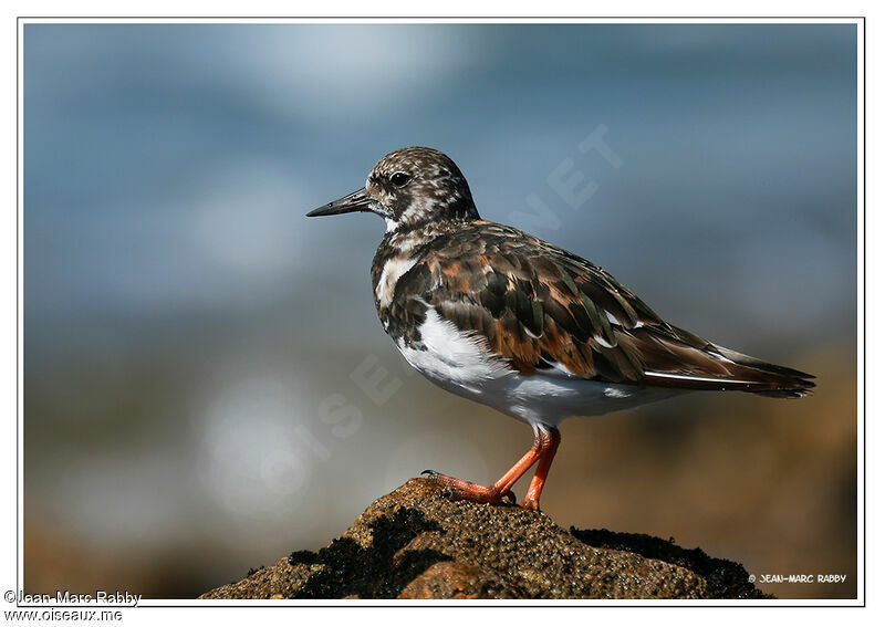 Ruddy Turnstone, identification