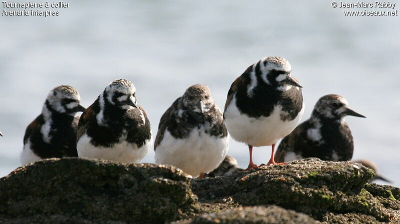 Ruddy Turnstone