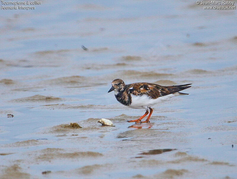 Tournepierre à collier, identification