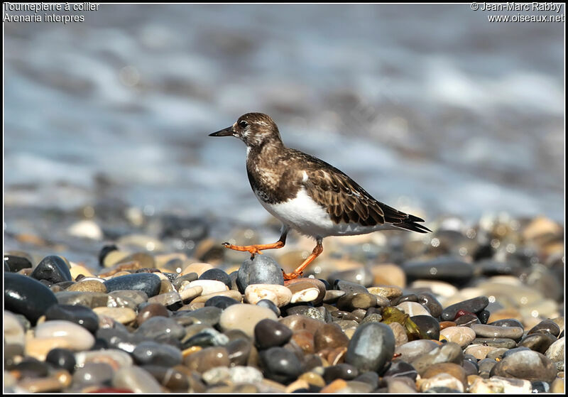 Tournepierre à collier, identification