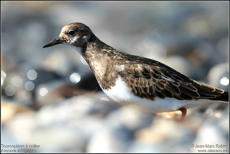 Tournepierre à collier, identification