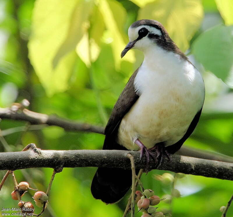 Tambourine Doveadult, identification