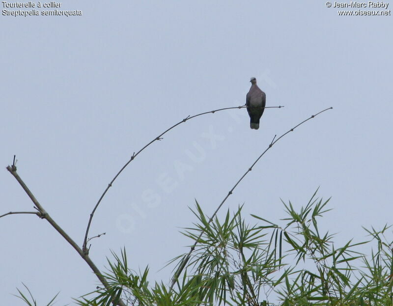 Red-eyed Dove