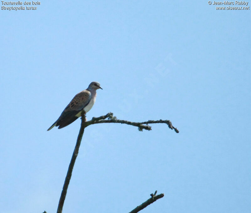 European Turtle Dove, identification