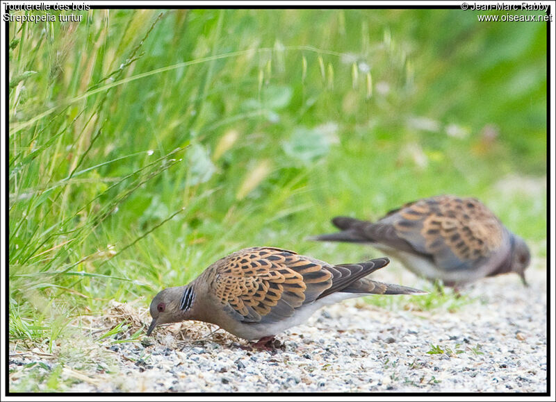 Tourterelle des bois, identification