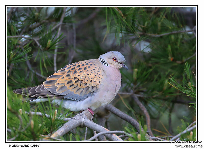 Tourterelle des bois, identification