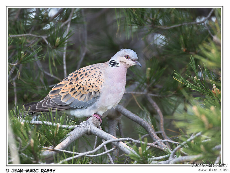 European Turtle Dove, identification