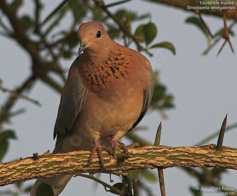 Tourterelle maillée, identification