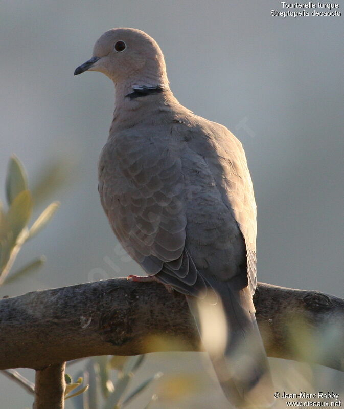 Eurasian Collared Dove