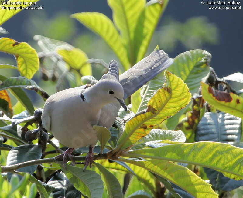 Eurasian Collared Dove, identification