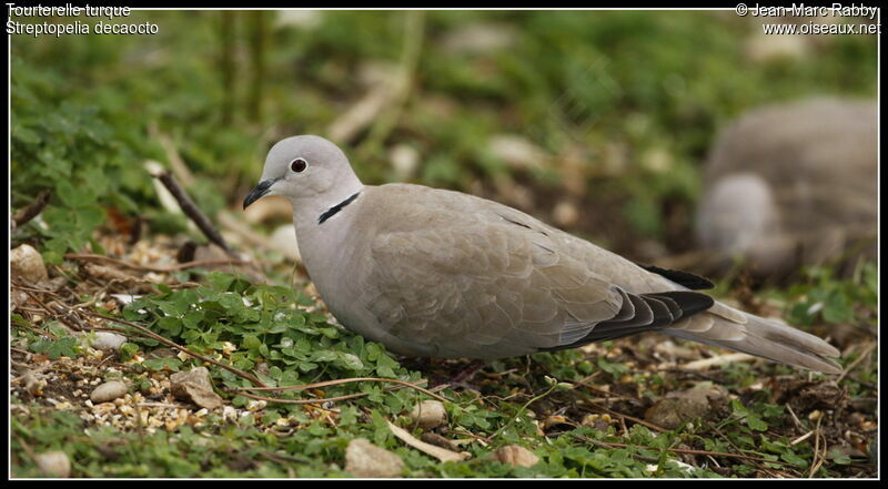 Eurasian Collared Dove, identification