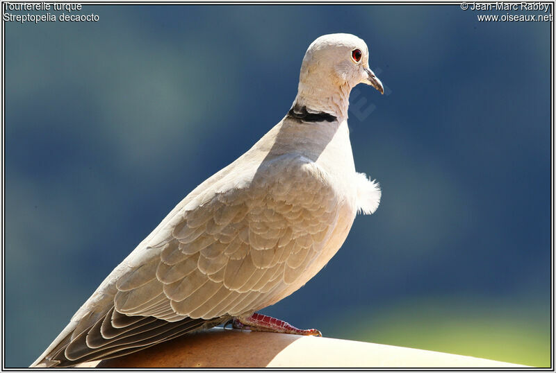 Eurasian Collared Dove, identification