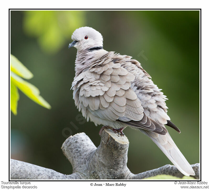 Eurasian Collared Dove, identification